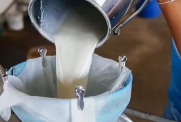 Experts Warn About the Dangers of Drinking Raw Milk What You Need to Know